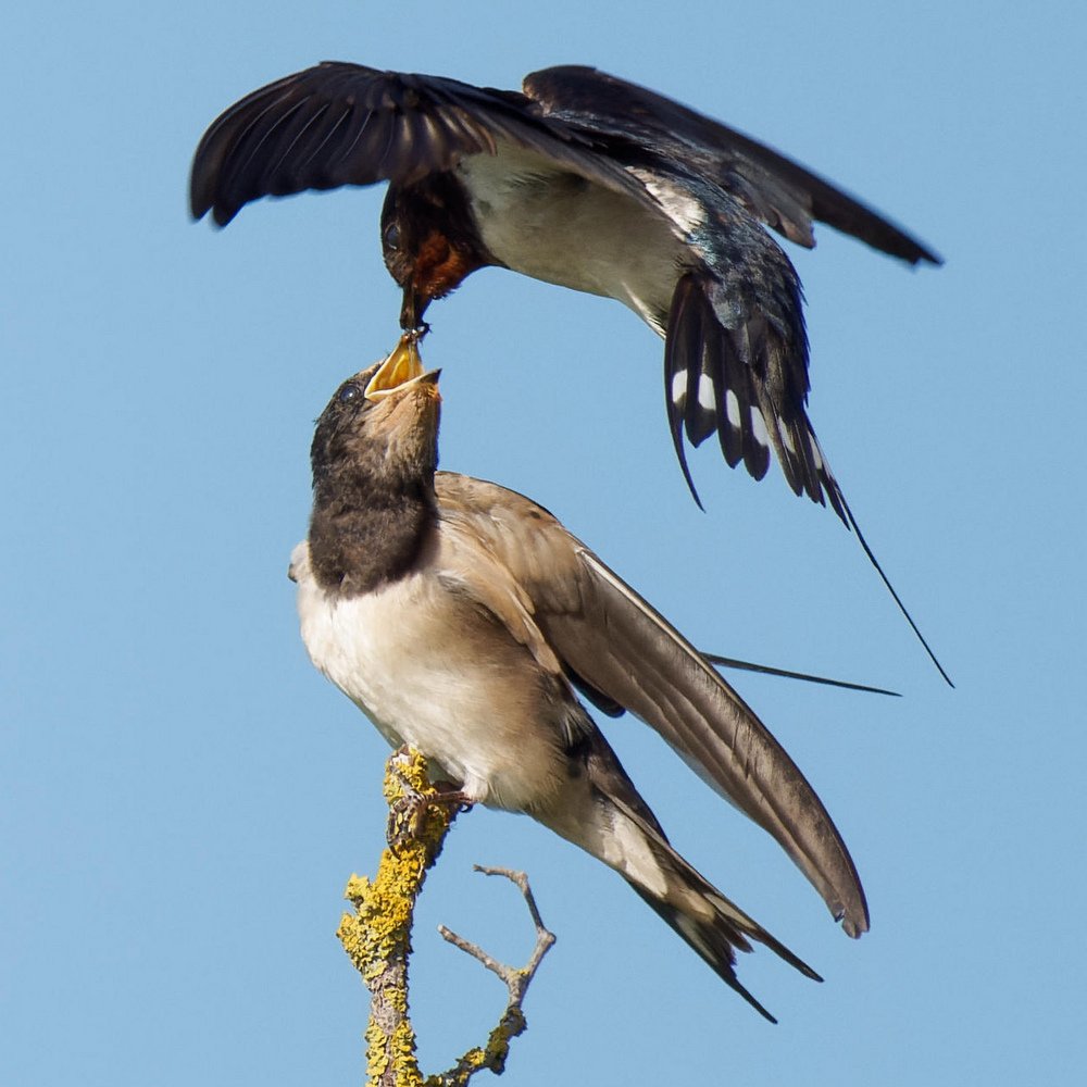 L'adulte se retire toujours, on distingue quelques mouches qui n'ont pas été avalées par le jeune.