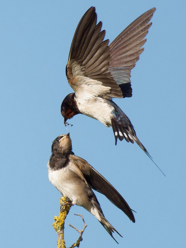 Le jeune a fermé son bec, on distingue bien les quelques mouches