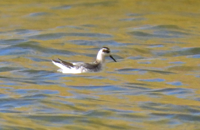 Phalarope à bec large12.jpg