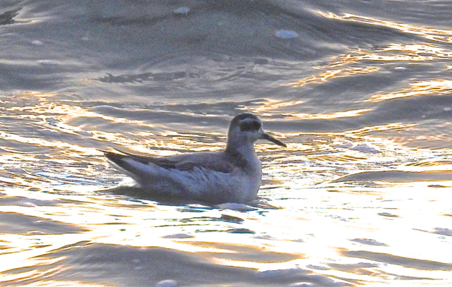 Phalarope à bec large9.jpg