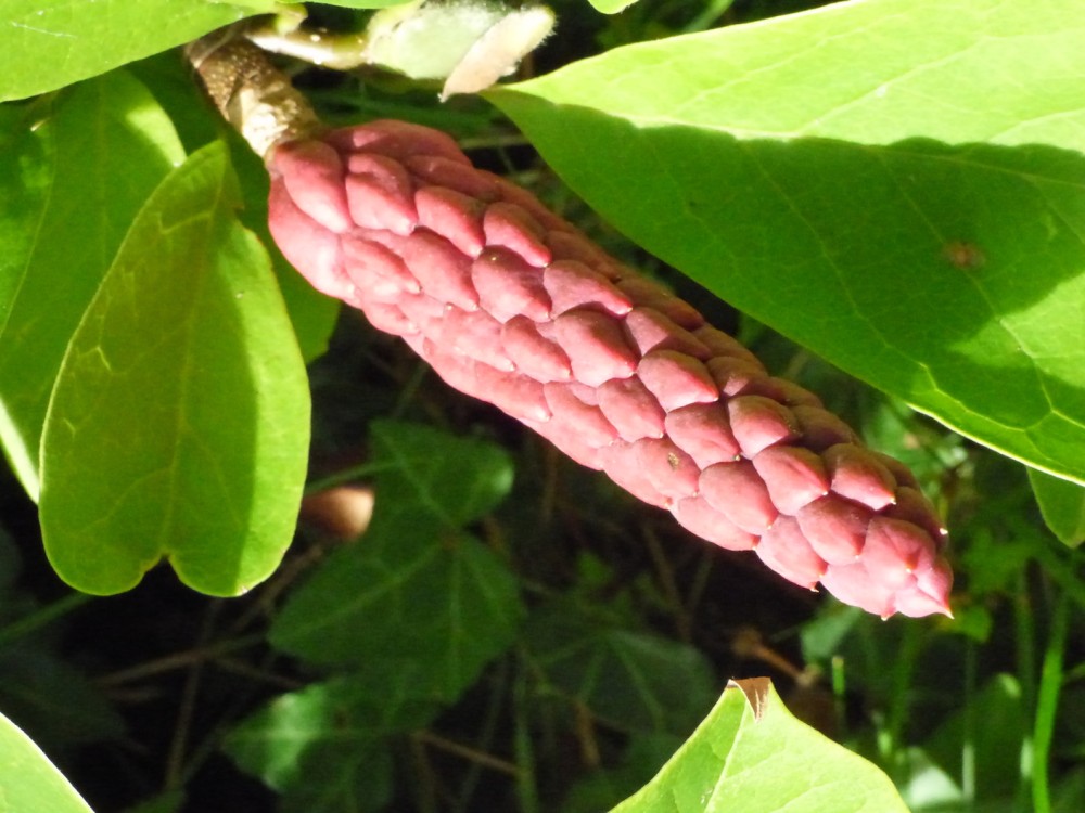 Pour le plaisir, le fruit du magnolia à Tirepied/Le Montier