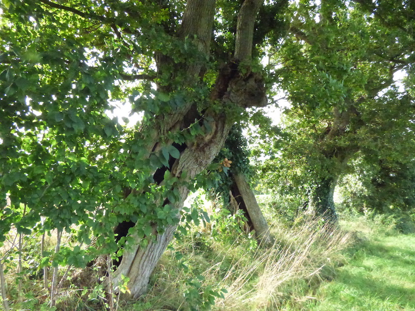 Les vieux chênes têtards du refuge de la Croix au Blanc à Tirepied, avec de beaux champignons dans les cavités.