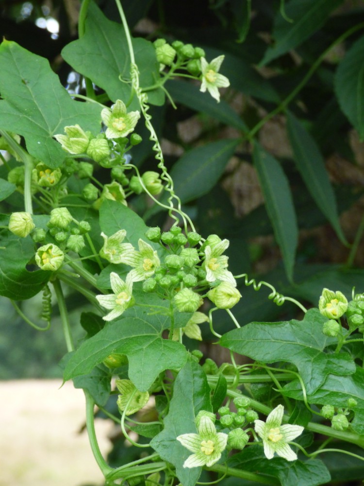 La bryone dioïque dans la haie au refuge de la Bourdonnière à Saint-Martin-des-Champs (mais la célèbre coccinelle qui lui est liée n'est pas observée).